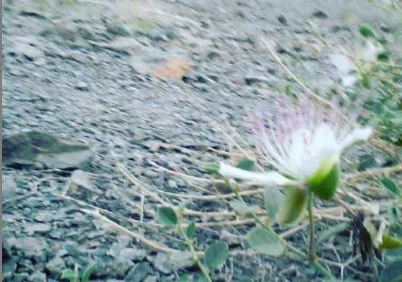 روستای اسفهرود