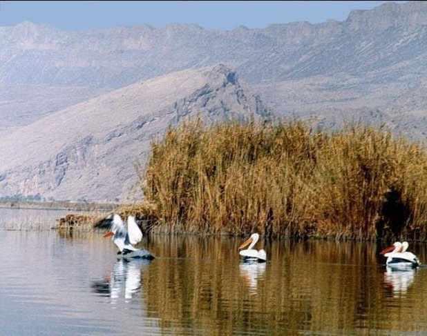منطقه شکار ممنوع بصیران