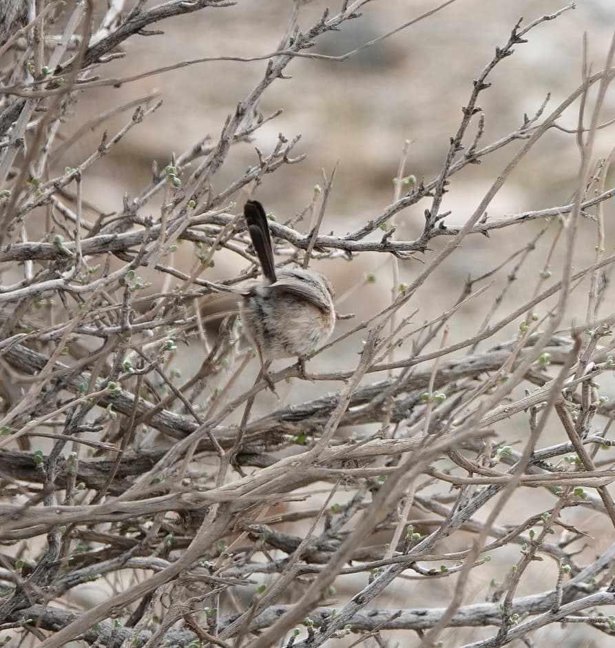 منطقه حفاظت شده بهرام گور