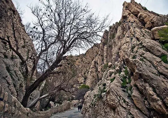ریجاب