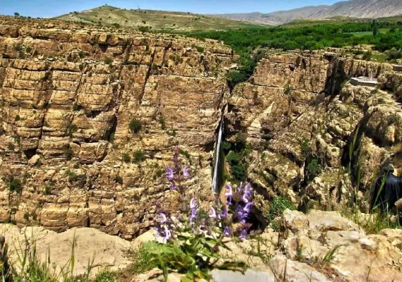ریجاب