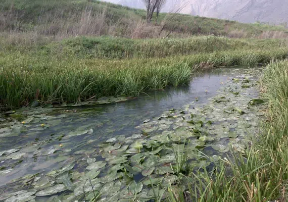 سر آب نیلوفر