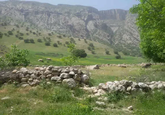 روستای کلم