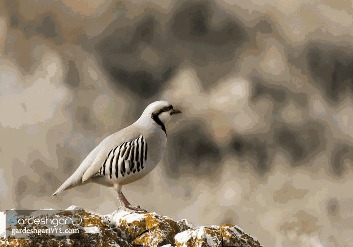پارک ملی بمو