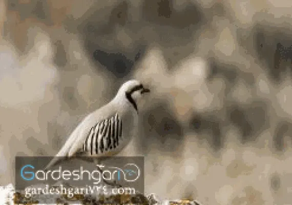 پارک ملی بمو
