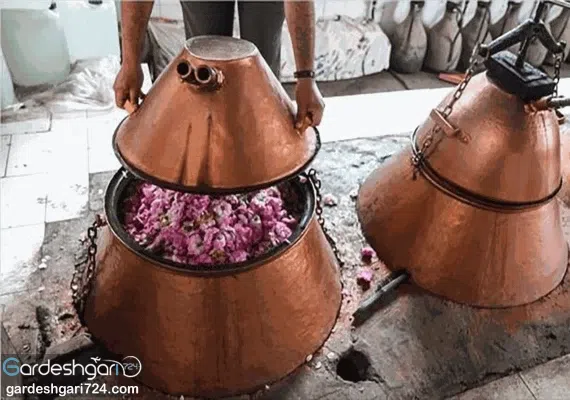 قمصر کاشان، پایتخت گلاب ایران